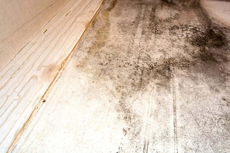 Preventing Mold Growth at Home