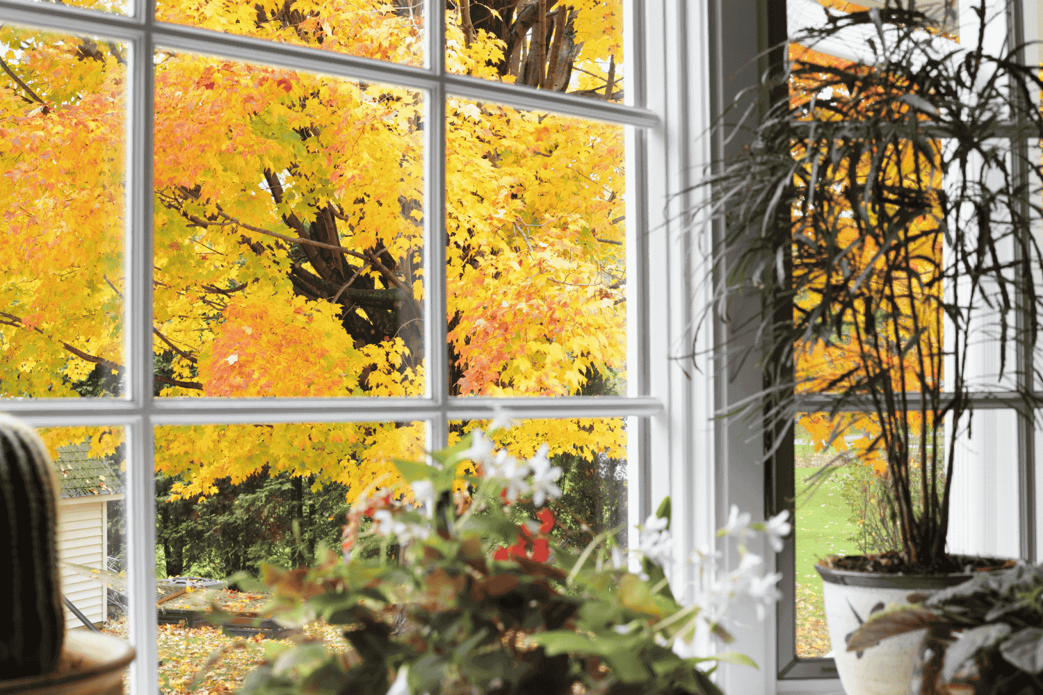 A beautiful garden bay window filled with various plants, showcasing the benefits of natural light.