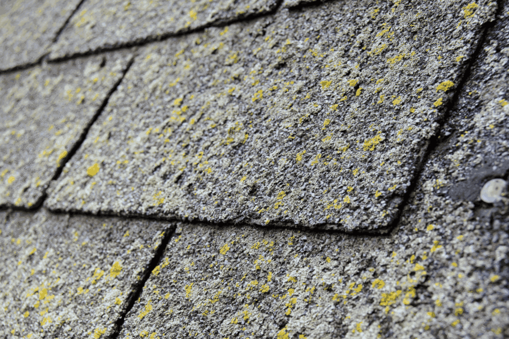 moss growth on shingles